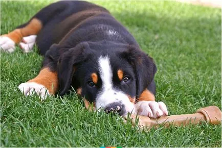 Bernese Mountain Dog descriere rasa, fotografii, video