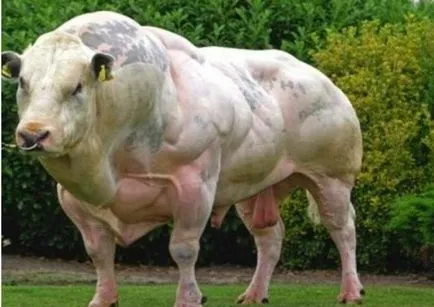 Belgiană descriere vacă albastru și mai ales de rock (belgian de vaci albastru bovine albastru belgian rasa Fotografie belgian de vaci albastru) Belgian Albastru Descriere vaca rasa si mai ales