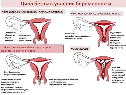Infertilitate la femei din cauza lipsei de ovulatie (anovulație infertilitate se dezvolta) Infertilitate la femei din cauza lipsei de ovulatie