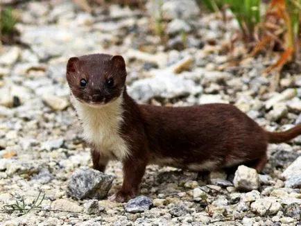 jder alb sau nevăstuica în cazul în care trăiește și arată ca un animal mic, fotografie