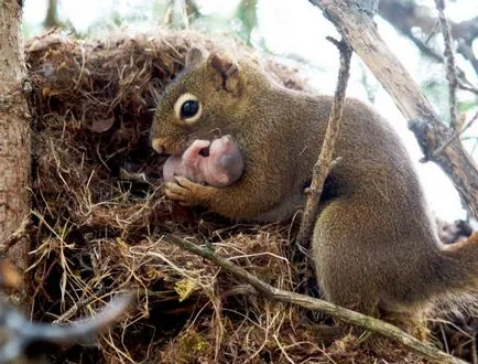 Squirrel - inteligent Zateinitsa