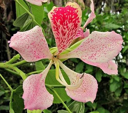 Bauhinia (copac Orchid) de îngrijire la fotografie acasă, cultivarea speciilor de semințe și 1 lor