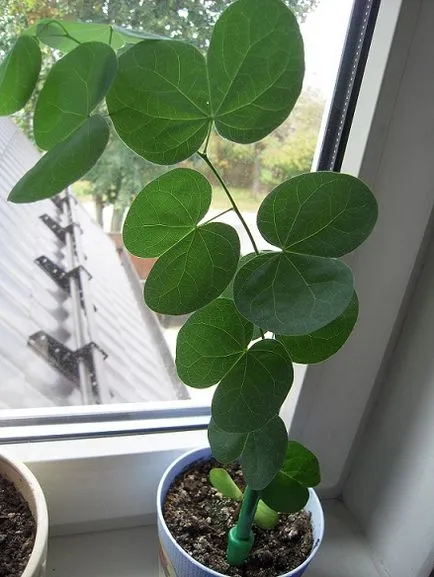 Bauhinia (copac Orchid) de îngrijire la fotografie acasă, cultivarea speciilor de semințe și 1 lor