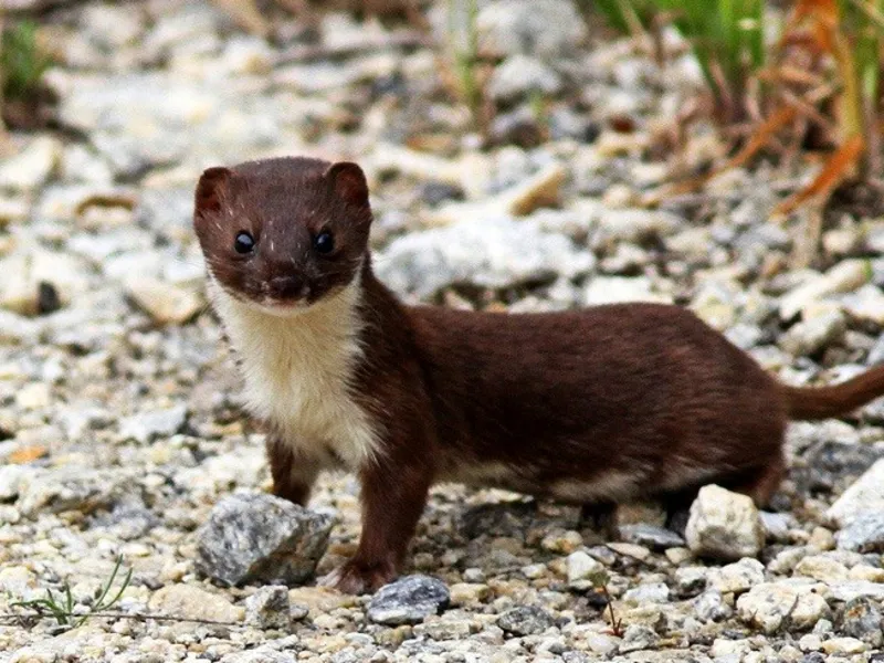 jder alb sau nevăstuica în cazul în care trăiește și arată ca un animal mic, fotografie