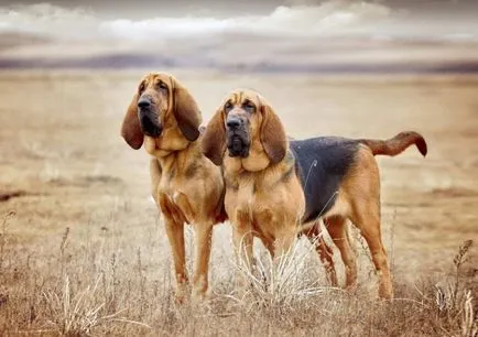 Bloodhound rasa fotografie și descriere (descriere) Bloodhound rasa fotografie și descriere