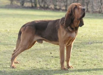 Bloodhound rasa fotografie și descriere (descriere) Bloodhound rasa fotografie și descriere