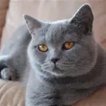 fotografii britanic albastru pisica, pret, descrierea de caractere și nu un forum sau Wikipedia sau clipuri video și răspunsuri