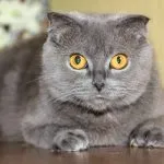 fotografii britanic albastru pisica, pret, descrierea de caractere și nu un forum sau Wikipedia sau clipuri video și răspunsuri