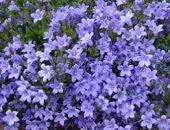 plantare Cakura și îngrijirea într-un teren deschis în țară cum să crească flori de cireș japonez în suburbii, în
