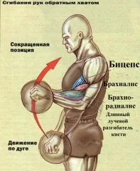 Brahial (mușchiul umărului)