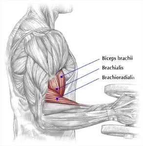 Brahial - exerciții eficiente pentru elaborarea