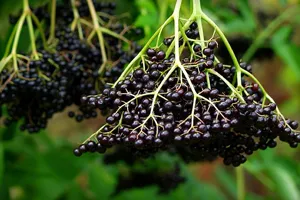proprietăți Sambucus nigra medicinale și aplicarea contraindicații și rețete (proprietăți) proprietăți medicinale Sambucus nigra și contraindicații, aplicații și rețete