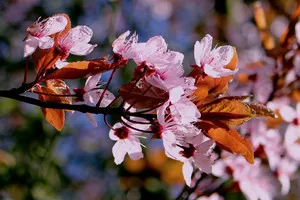 plantare Cakura și îngrijirea într-un teren deschis în țară cum să crească flori de cireș japonez în suburbii, în