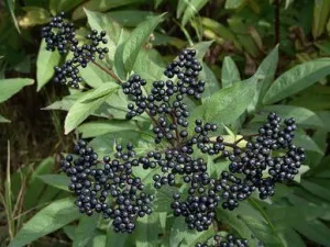 Sambucus nigra - proprietăți medicinale utile și contraindicații, aplicarea în medicină (bătrân) Sambucus nigra - proprietăți medicinale utile și contraindicații, aplicarea în medicină