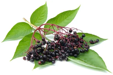 - proprietăți utile soc și dăunătoare ale persoanelor în vârstă () elderberry - proprietăți utile boabe de soc si nocive ale elderberry