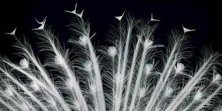 Mai mult decat uman „- portrete izbitoare ale animalelor de Tim Flach (Tim Flach)