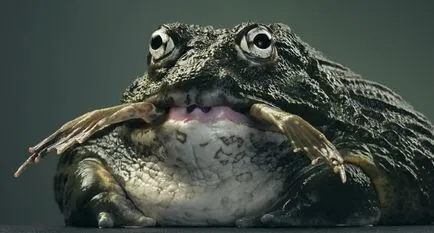 Mai mult decat uman „- portrete izbitoare ale animalelor de Tim Flach (Tim Flach)