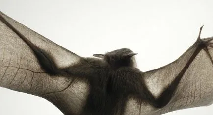 Mai mult decat uman „- portrete izbitoare ale animalelor de Tim Flach (Tim Flach)