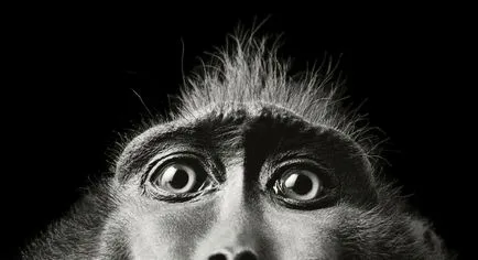 Mai mult decat uman „- portrete izbitoare ale animalelor de Tim Flach (Tim Flach)