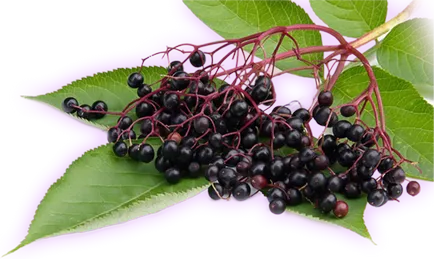 Sambucus nigra