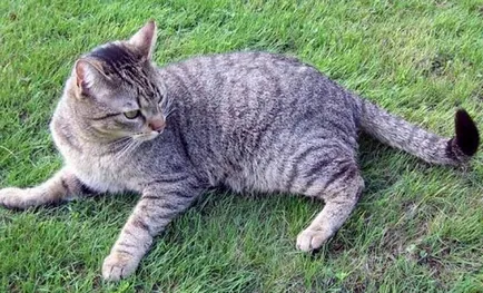 Caracteristici rasa și descrierea conținutului - Brazilian Shorthair