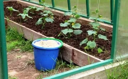 Lupta împotriva furnici pe un pat de castravete (furnici) Combaterea furnici pe un pat de castravete