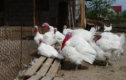 curcani de crestere broiler la domiciliu (video) (curcani) curcani de crestere broiler la domiciliu (video)