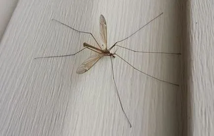 Mare ca tantarii sunt numite în cazul în care nu musca