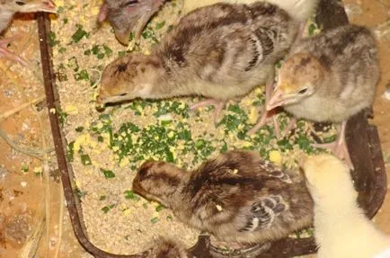 curcani de crestere broiler la domiciliu (video) (în creștere) curcani de crestere broiler la domiciliu (video)