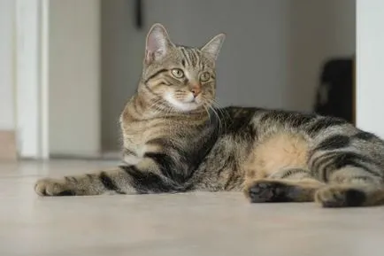 fotografie brazilian Shorthair