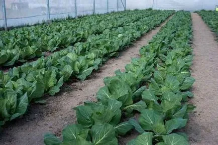 Broccoli - creșterea și îngrijirea în grădină