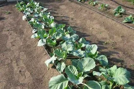 Broccoli - creșterea și îngrijirea în grădină