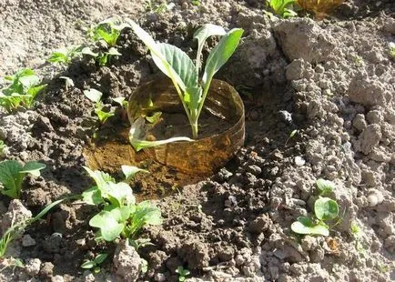 Lupta cu melci în grădină