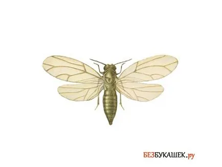Pest morcovi morcov pentru a proteja împotriva dăunătorilor (dăunătorilor) Pest morcovi morcov pentru a proteja împotriva dăunătorilor