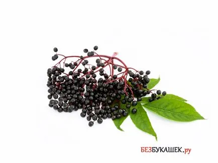 Pest morcovi morcov pentru a proteja împotriva dăunătorilor (dăunătorilor) Pest morcovi morcov pentru a proteja împotriva dăunătorilor