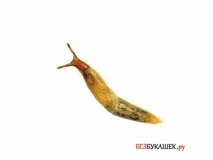 Pest morcovi morcov pentru a proteja împotriva dăunătorilor (dăunătorilor) Pest morcovi morcov pentru a proteja împotriva dăunătorilor