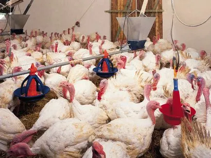 curcani broiler cultivare la domiciliu, hrănire (condiții) curcani broiler pentru cultivare la domiciliu, hrănire