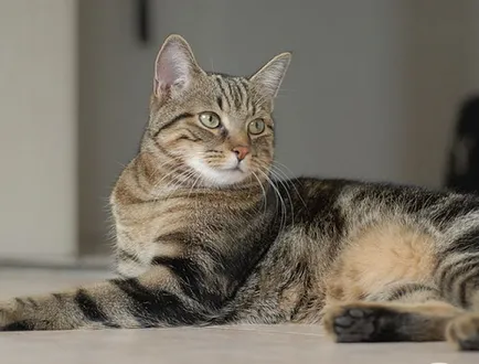 Caracteristici rasa și descrierea conținutului - Brazilian Shorthair