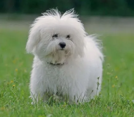 câine tur, rasă de câini, malteză, malteză, de culoare rus tur caine (rasa de câine) câine tur, rasă de câini,,, cățelușul colorate Rusă malteză malteză