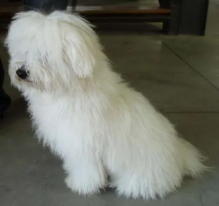câine tur, rasă de câini, malteză, malteză, de culoare rus tur caine (rasa de câine) câine tur, rasă de câini,,, cățelușul colorate Rusă malteză malteză