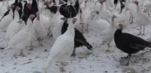 Conținutul bibilici în casă, împreună cu alte păsări