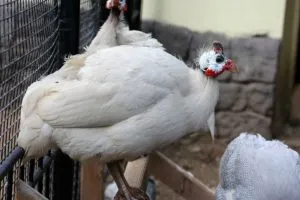 Conținutul bibilici în casă, împreună cu alte păsări
