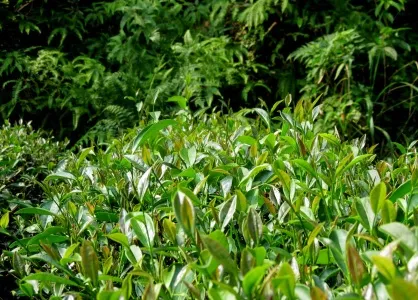 Ceai Da Hong Pao - perla tradiției chineze (perla tradiției chineze) Ceai Da Hong Pao - perla tradiției chineze