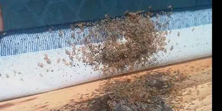 Bug-uri sunt periculoase pentru bolile umane care transporta ploșnițe