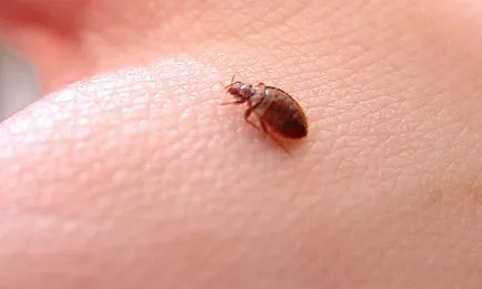 Bug-uri sunt periculoase pentru om în apartament