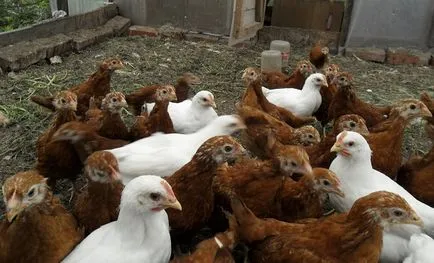 Ce să se hrănească puii în primele zile de viață în casă (produse alimentare) Ce să se hrănească puii în primele zile de viață la domiciliu