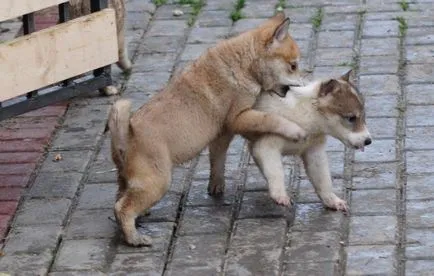 Catelul furaje husky 1, 1