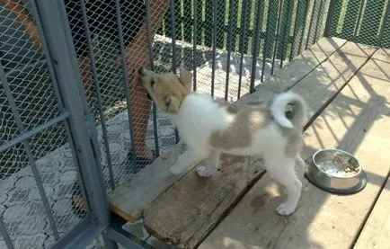 Catelul furaje husky 1, 1