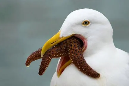 Pescărușii, enciclopedie animale