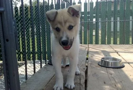 Catelul furaje husky 1, 1